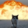 🐈‍⬛🐱🧶 GATOS | CATS 2 🧶🐱🐈‍⬛ 8