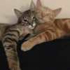 💖Michis dándose amor💖 7