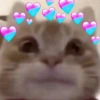 GATINHOS  9