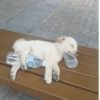 Hace Calor Perros 🐾🔥 11