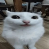😼🫐 TikTok Cats 🫐😼 8
