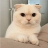 Gatitos para Mandar! 🐈‍⬛ 6