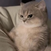 Cute cat / kucing lucu 20