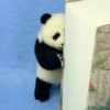 Panda Leitor