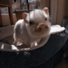 Porquinho Reações  28