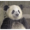 Panda Chuvoso