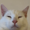 Cute cat / kucing lucu 19