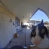 Cat Reaction 8