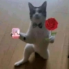 GATINHOS PROTAGONISTAS 🐈 7