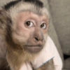 🐵 Очень милые обезьянки 🐒✨🐒 9