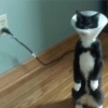 Gatitos para reaccion ✨️🫶😽 14