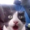Michis a montón! 🐱 9