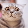 Gatos 7