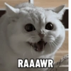 RAAAWR