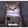 Gatitos 1 30