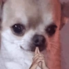 Cachorro  7
