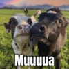 Muuuua