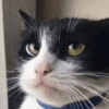 Gatos 14