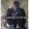 Slay Kanzi 17