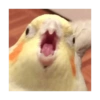 Animais  6