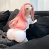 Perritos Elegantes 🍑🍷 14