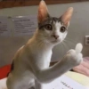 Meme ngakak(edisi kucing) 14