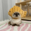 🐱Michitos bonitos🐱 12