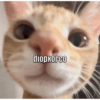 Mymelodypiena 29