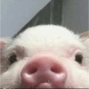 Porquinho Reações  27