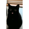 Gatitos 1 27