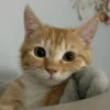 Kucing Oren imoet  14