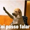 Cachorro  13