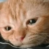 Cute cat / kucing lucu 16