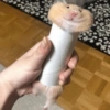 🐹Ratitas cutes🐹 10