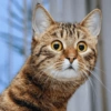Gatos 12