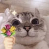 Michis a montón! 🐱 7