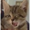 Cat Reaction 20