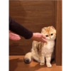 Cute cat / kucing lucu 11