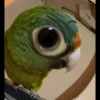 Animais  10