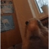 Animais  25