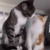 💖Michis dándose amor💖 13