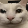 🐈‍⬛🐱🧶 GATOS | CATS 2 🧶🐱🐈‍⬛ 21