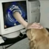 Perro a través de la Pantalla