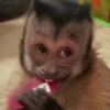 🍌🐒 MONOS 🐒🍌 11