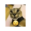 Kucing jomok 15