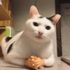 🐱Michitos bonitos🐱 9