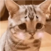 Gatitos para Mandar! 🐈‍⬛ 5