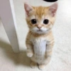 GATINHOS PROTAGONISTAS 🐈 9