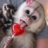 🐒🌴🐵 बंदर 🐵🌴🐒 22