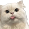Memes de gatos 2 14